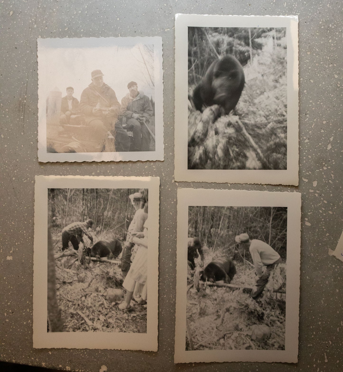 Vintage b&w bear hunt photos from 1950s / 21 photos