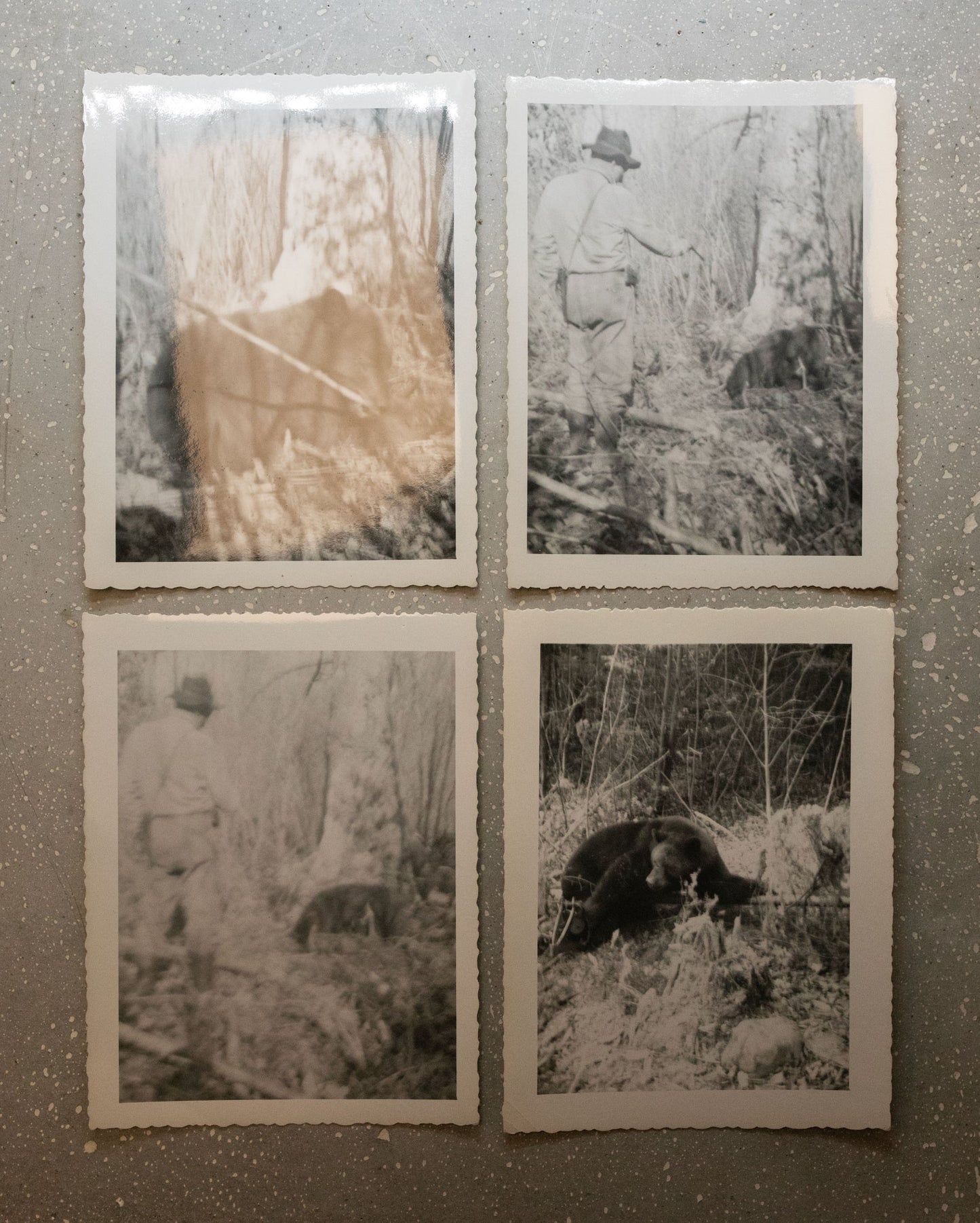 Vintage b&w bear hunt photos from 1950s / 21 photos