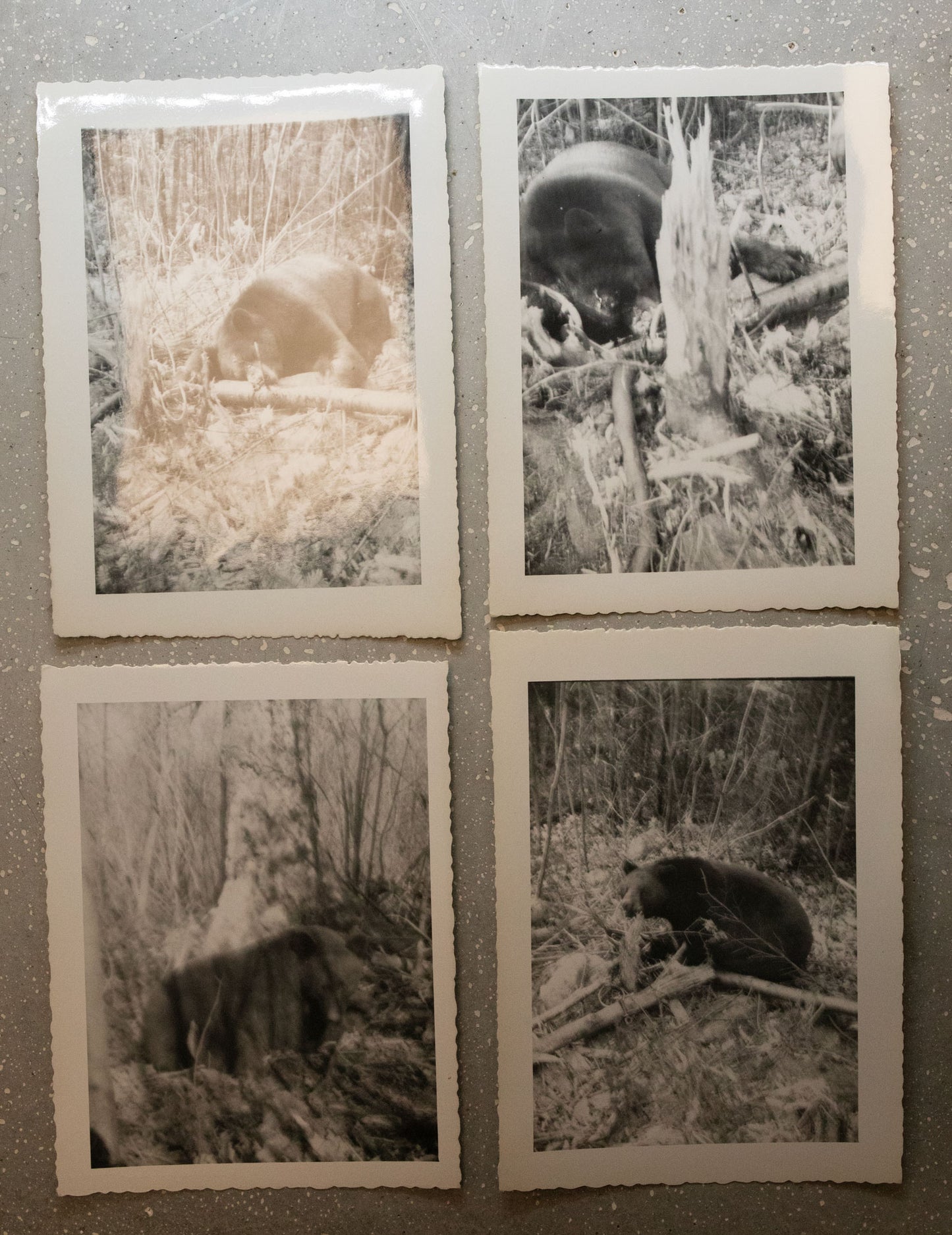 Vintage b&w bear hunt photos from 1950s / 21 photos